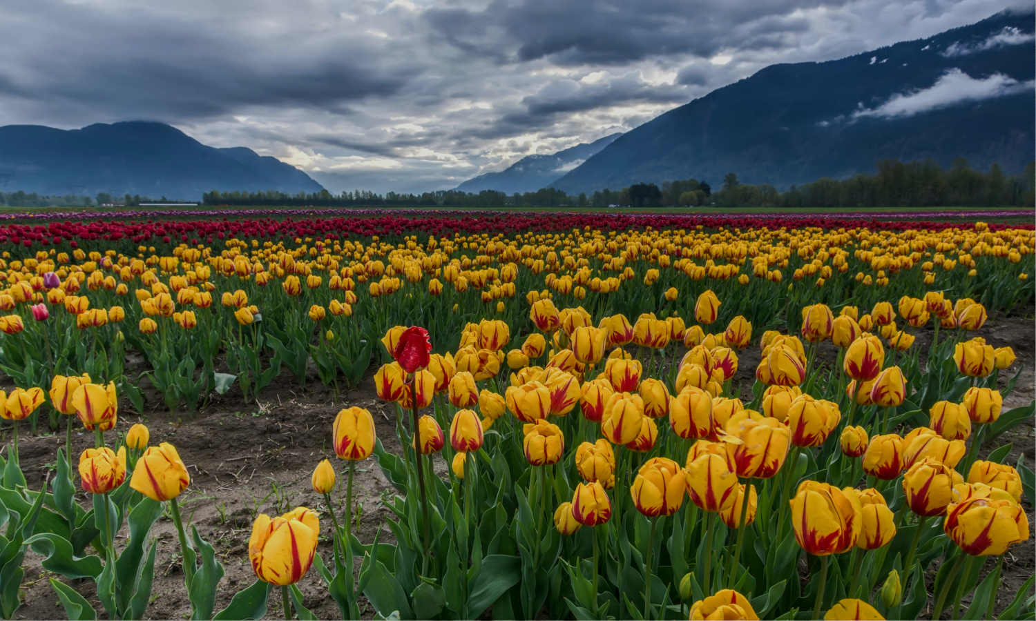 Tulip Garden Opening Date 2026 – Srinagar